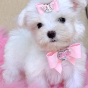 Meet your Posher, Terr